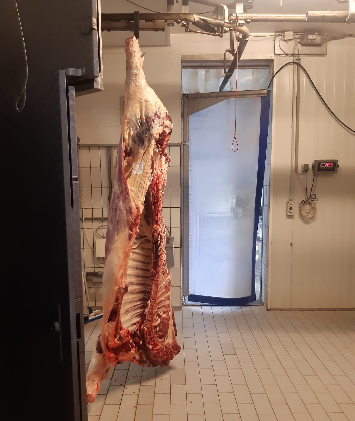 jungbullenhaelfte nach der schlachtung