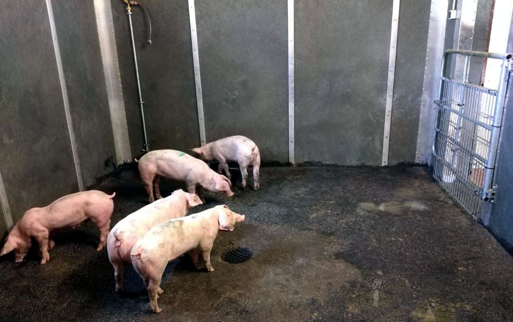 tierschutzgerechter boden stall