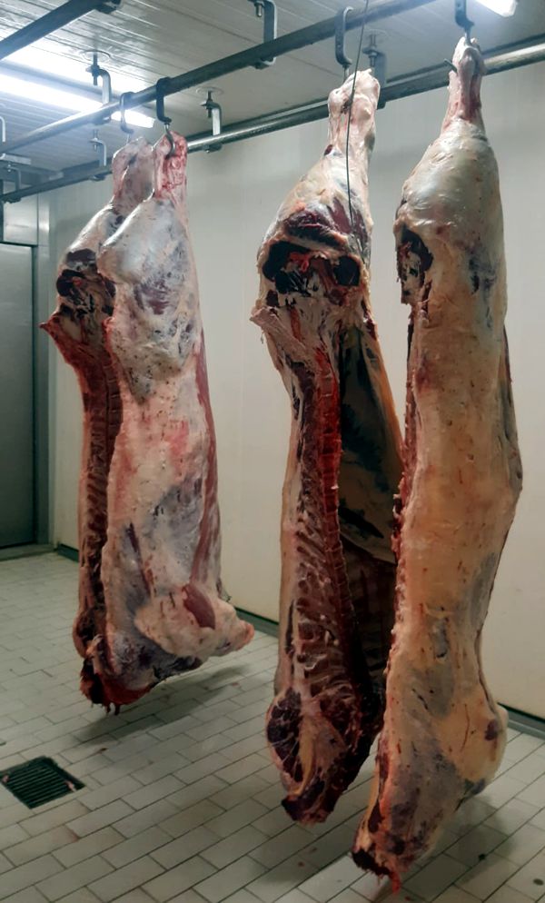 vorkuehlraum fuer schlachtkoerper