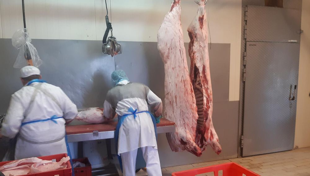 schweine zerlegen