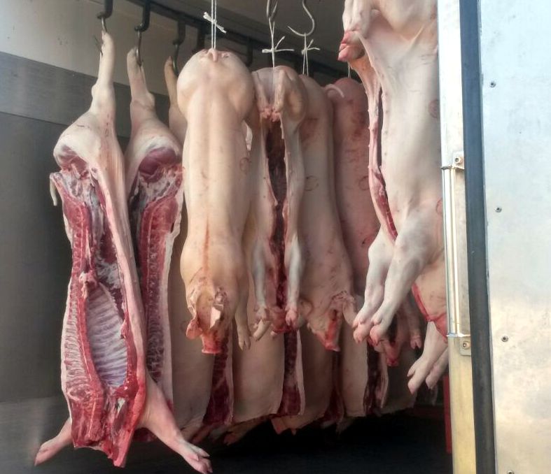 tiere im kuehllaster