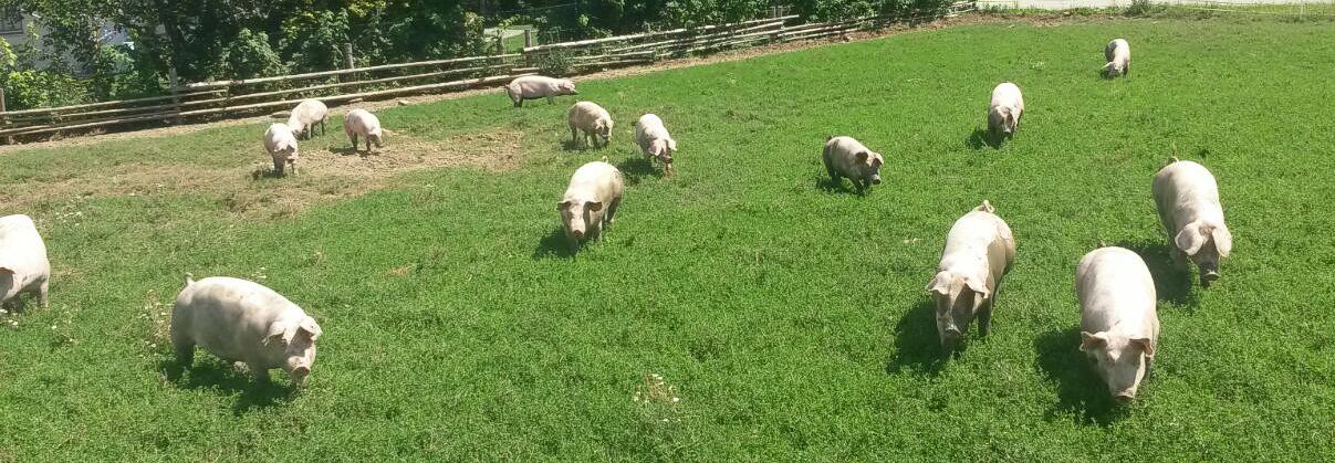 bio schweine