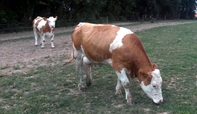 kuehe auf der weide
