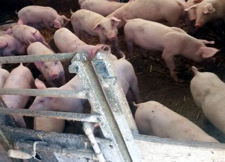 mastschweine im stall